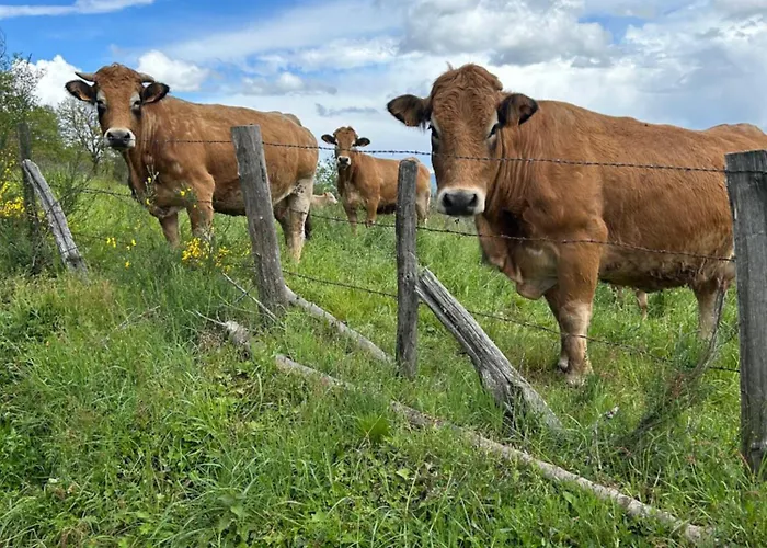 Prázdninový dům Le Domaine Du Bez De La Grise Piscine Sauna Hammam *